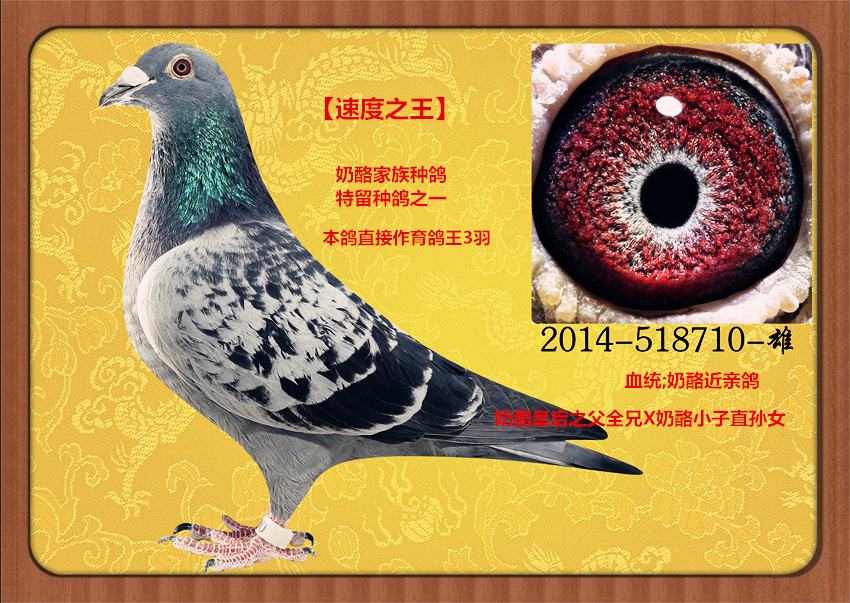 奶酪家族_山东大汉鸽业_ag188.com爱鸽商城_中国信鸽