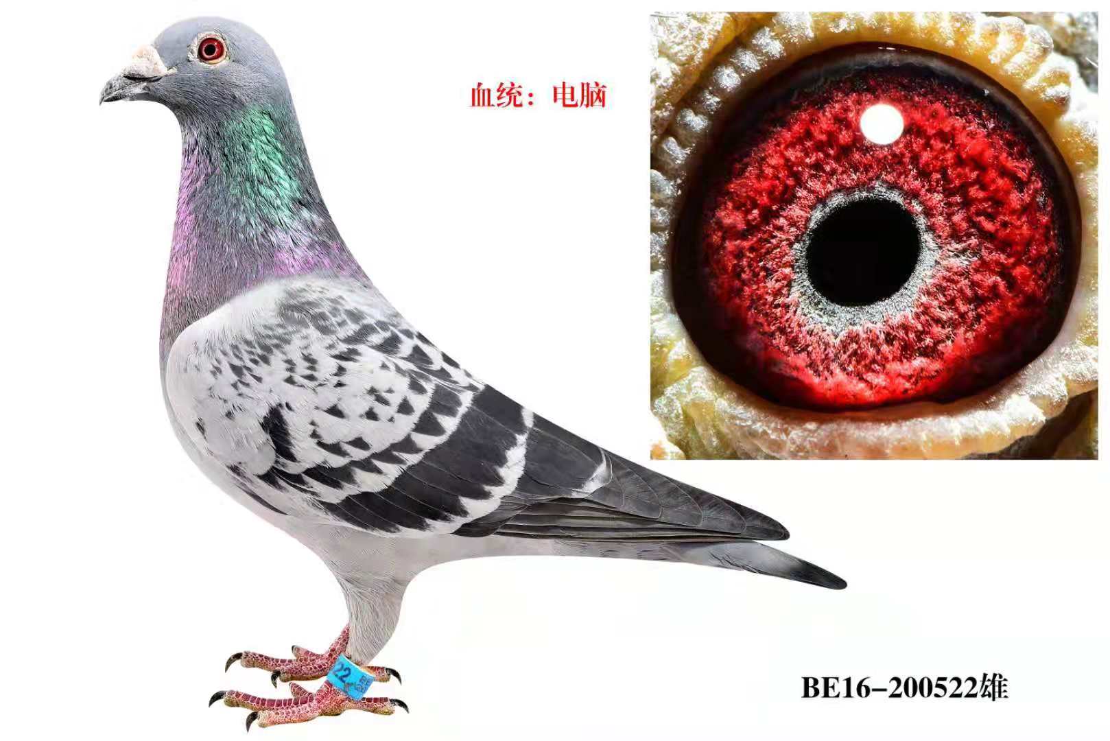 X
