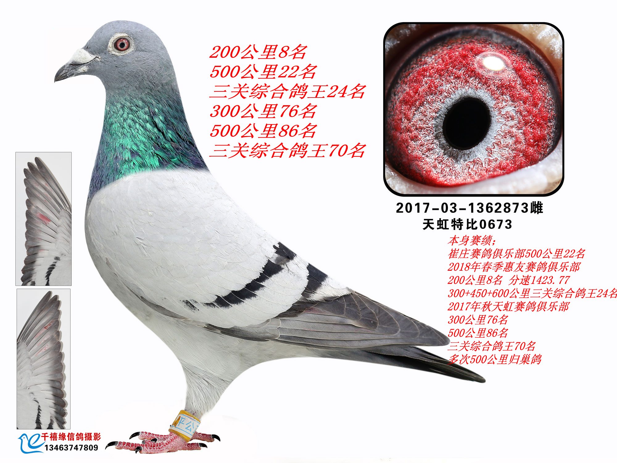 P(gun)C24