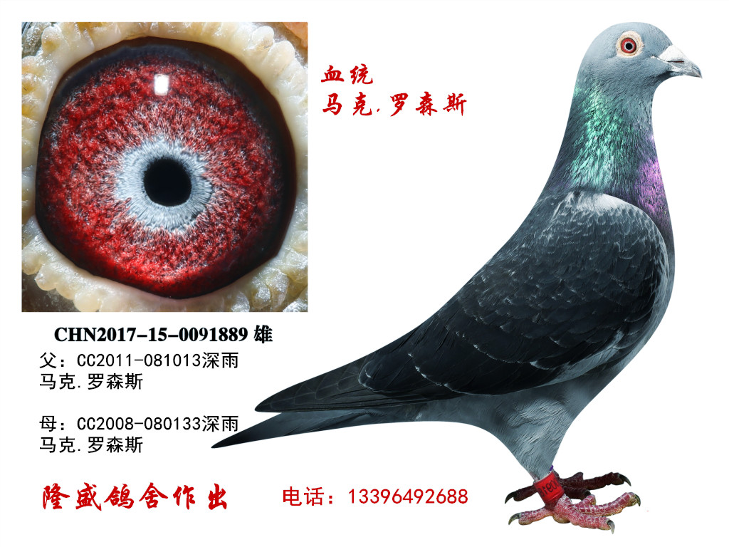 马克.罗森斯_隆盛鸽舍_ ag188.com爱鸽商城_中国信鸽