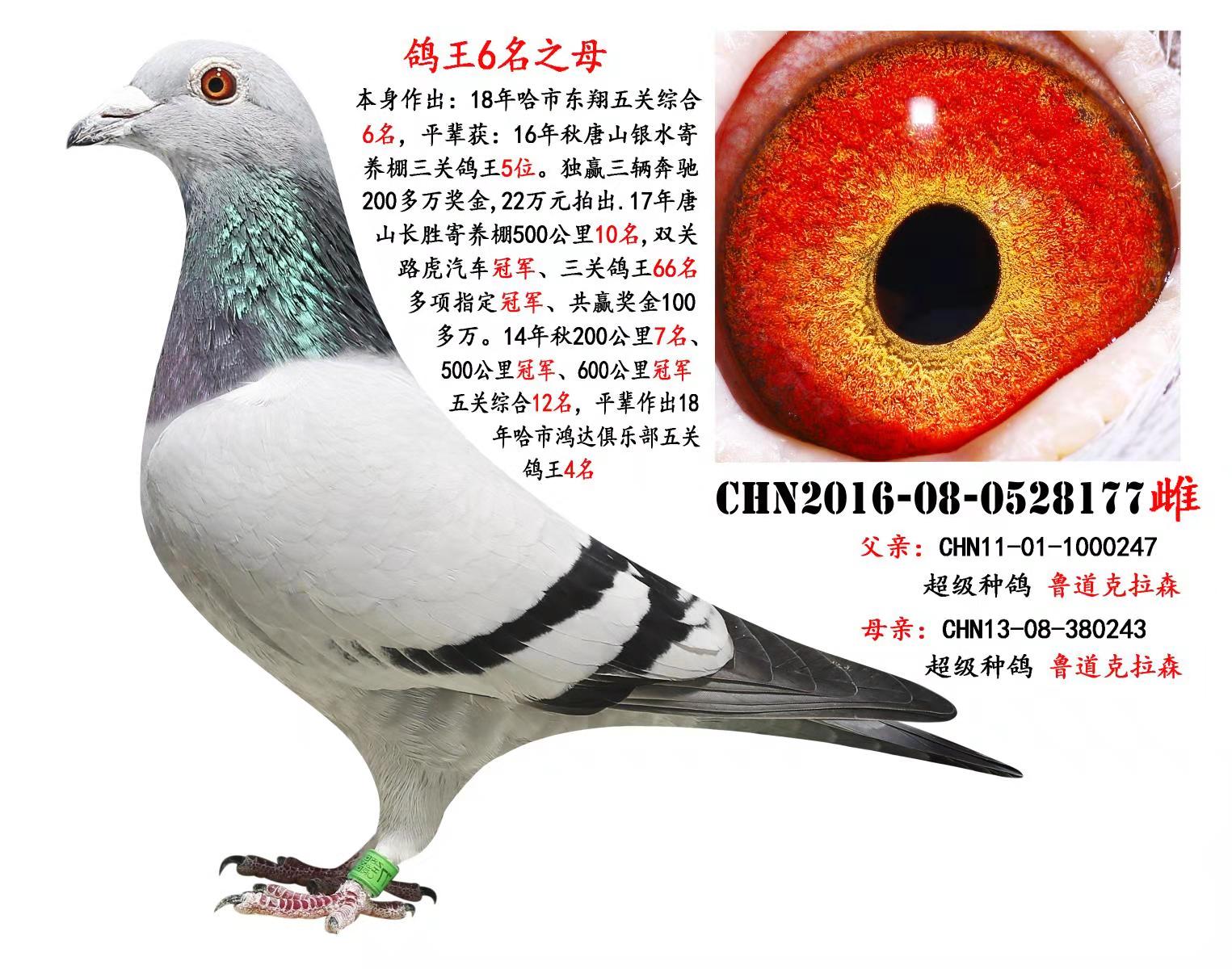 P(gun)6֮ĸ