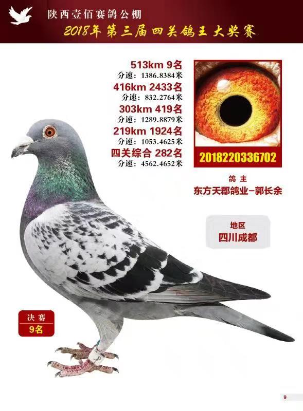东方不败(已售)_东方天郡鸽业_ ag188.com爱鸽商城