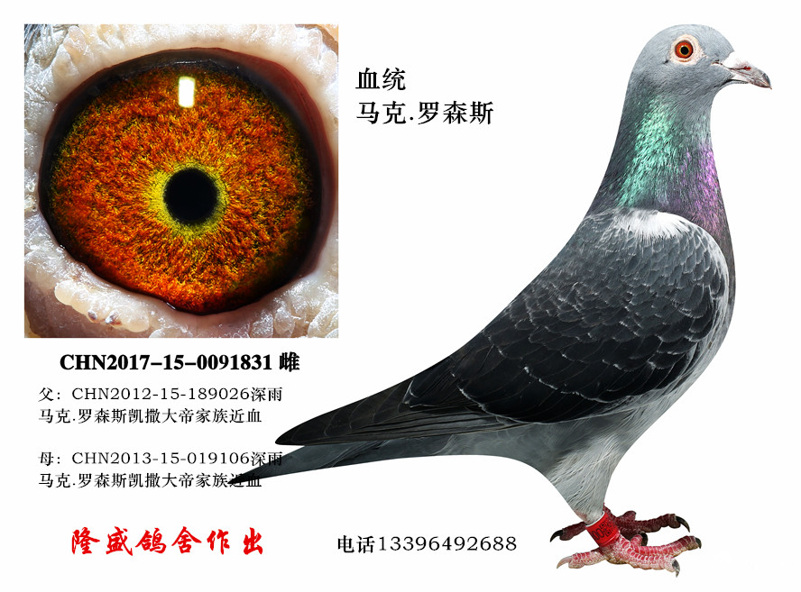 马克.罗森斯