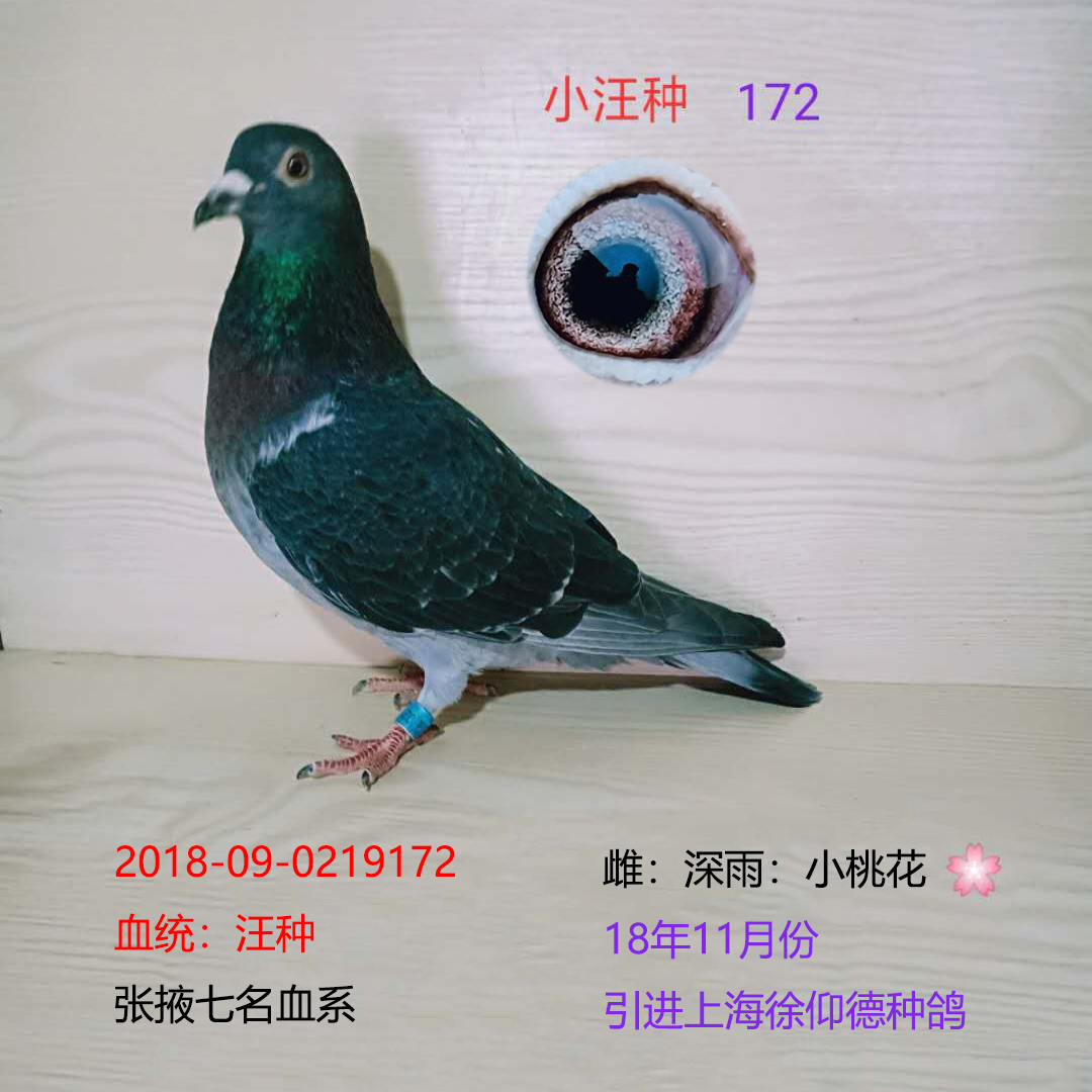 小汪种172_龙都赛鸽_ag188.com爱鸽商城_中国信鸽信息