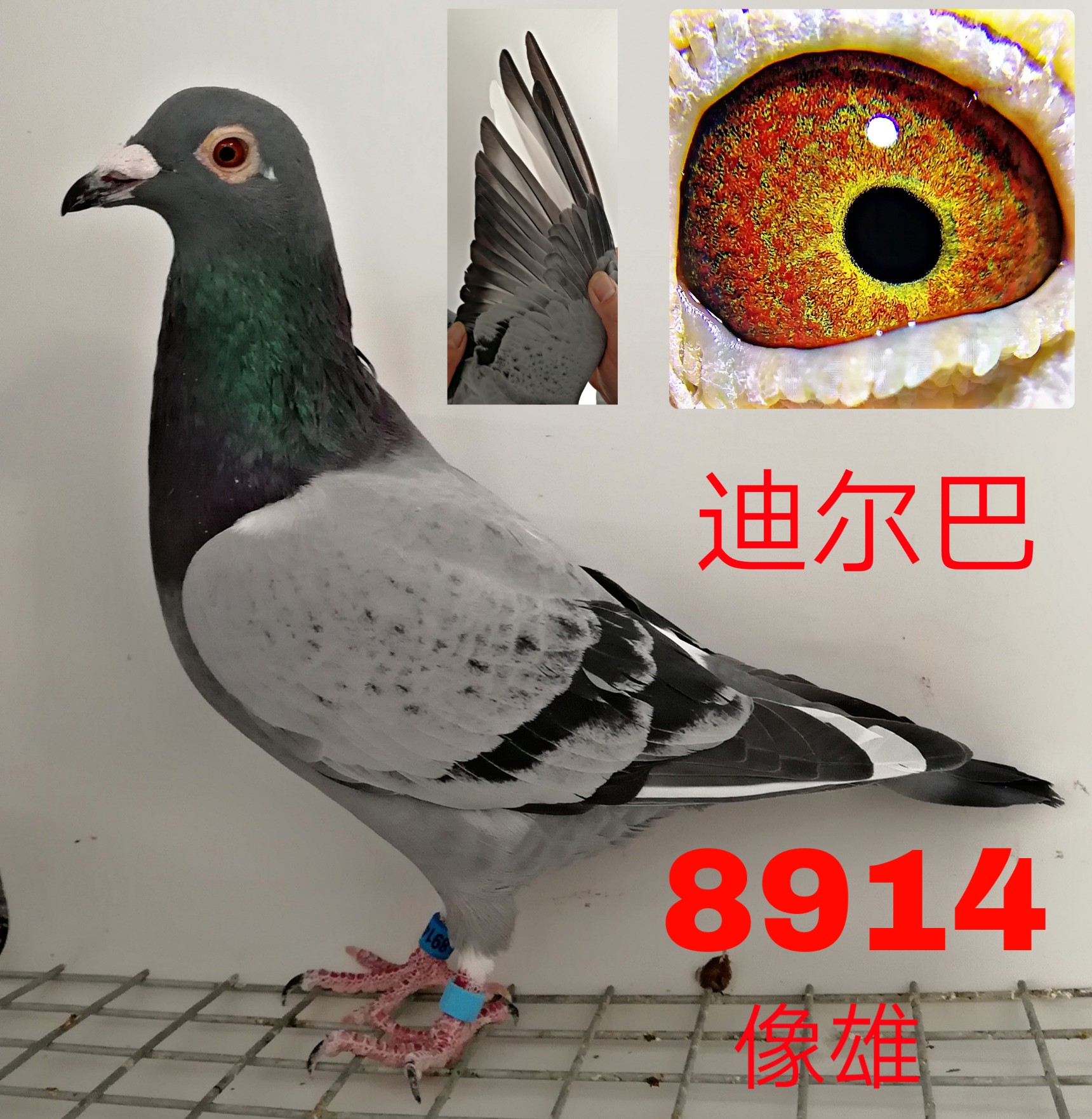 迪尔巴