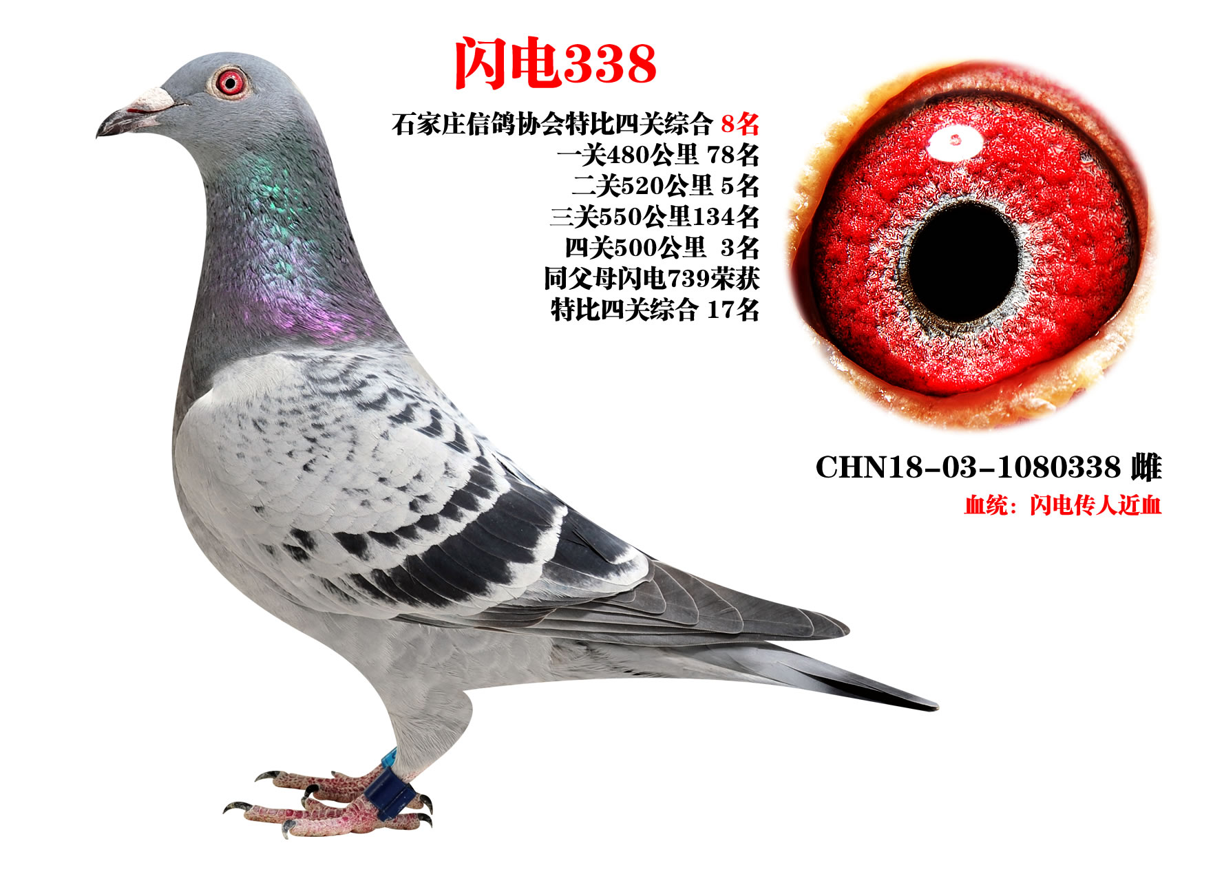 ɣʿ W338