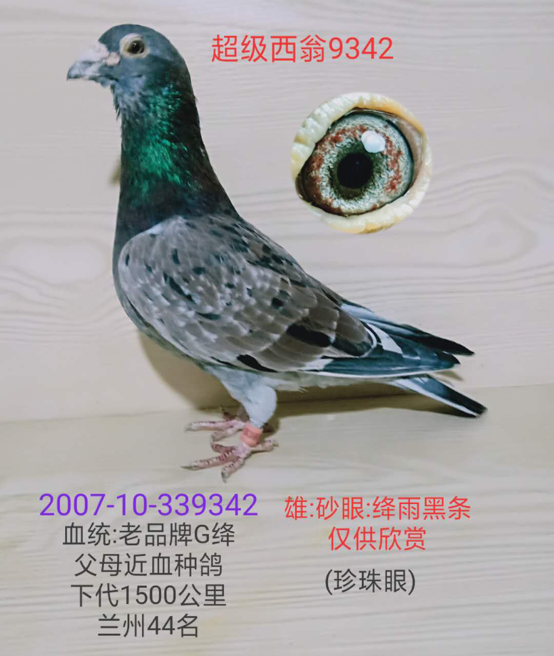 超级西翁9342_龙都赛鸽_ag188.com爱鸽商城_中国信鸽