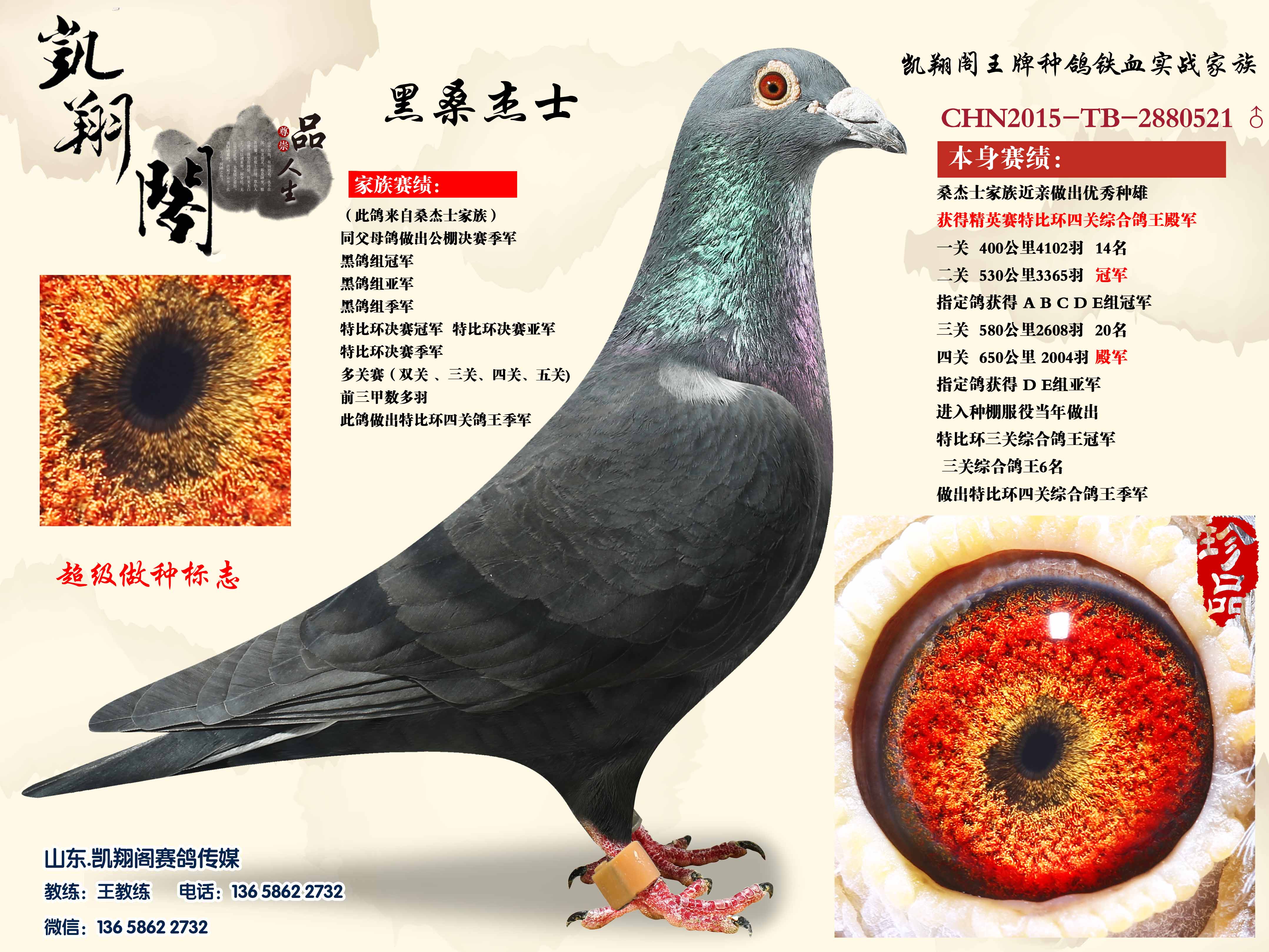 三路鸽子 飞戈 丝丝 桑杰士-中国信鸽信息网相册