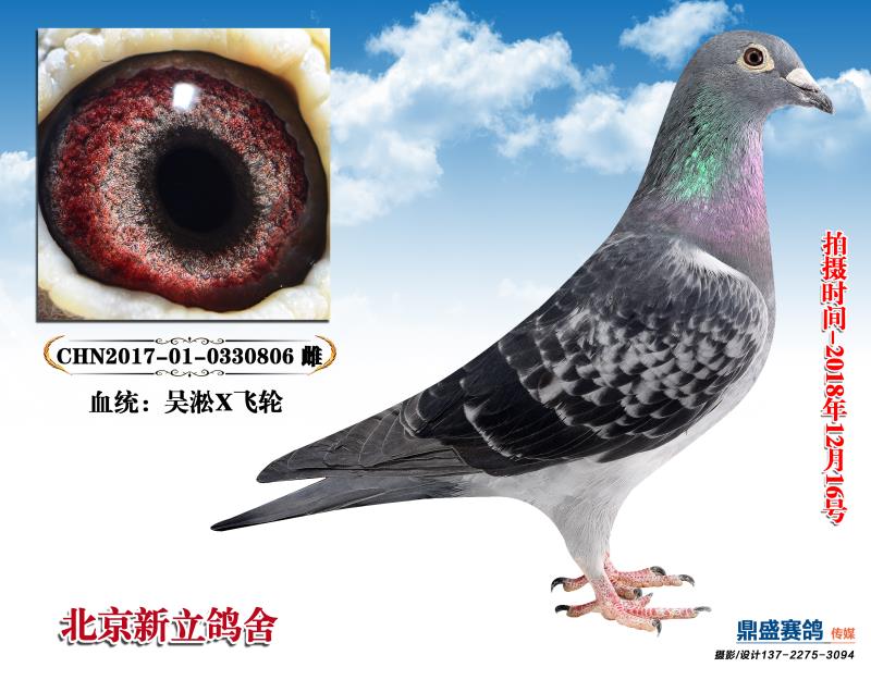 吴淞配飞轮【国之精粹】