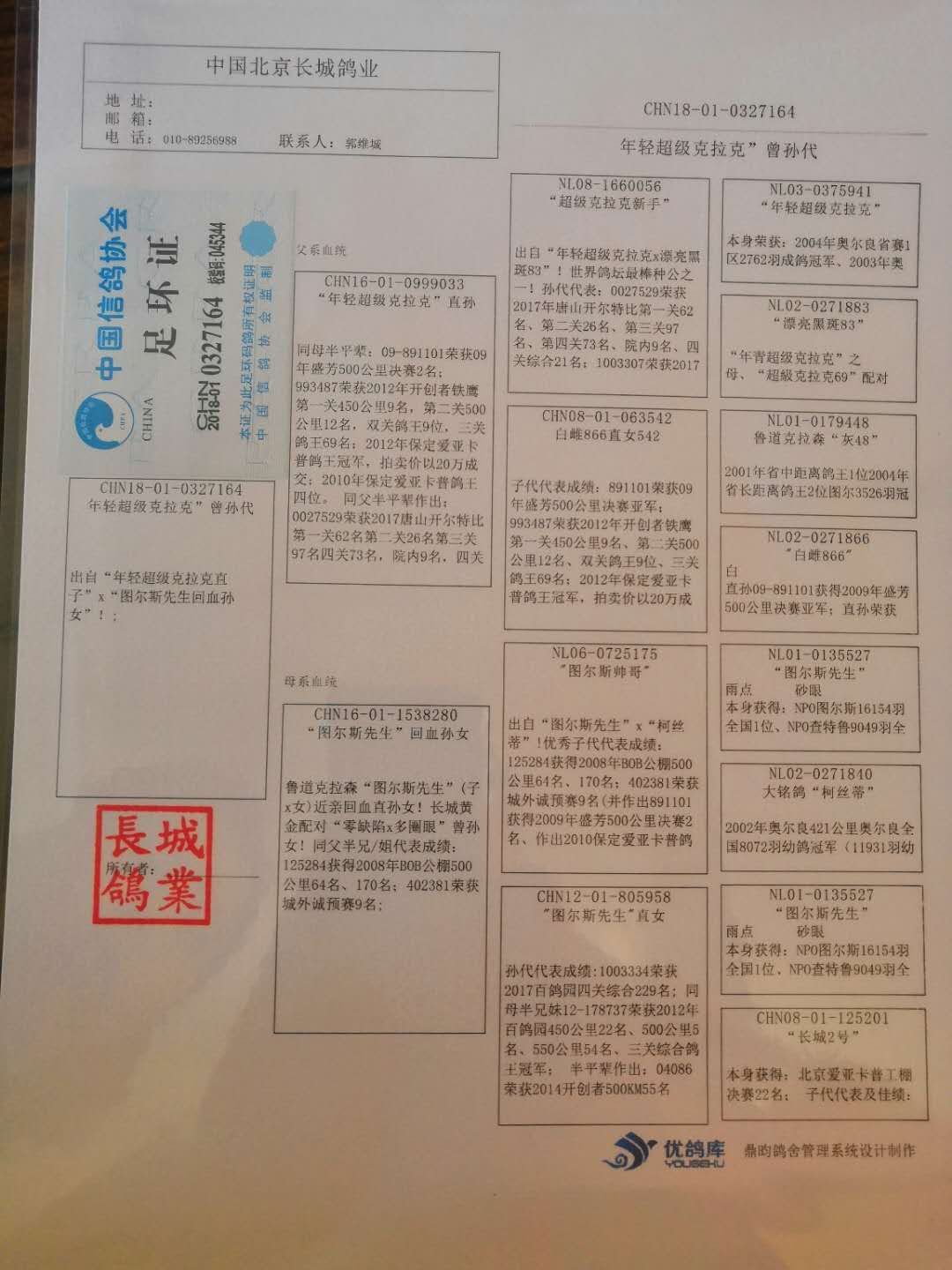 北京长城鸽业图尔斯帅哥孙代