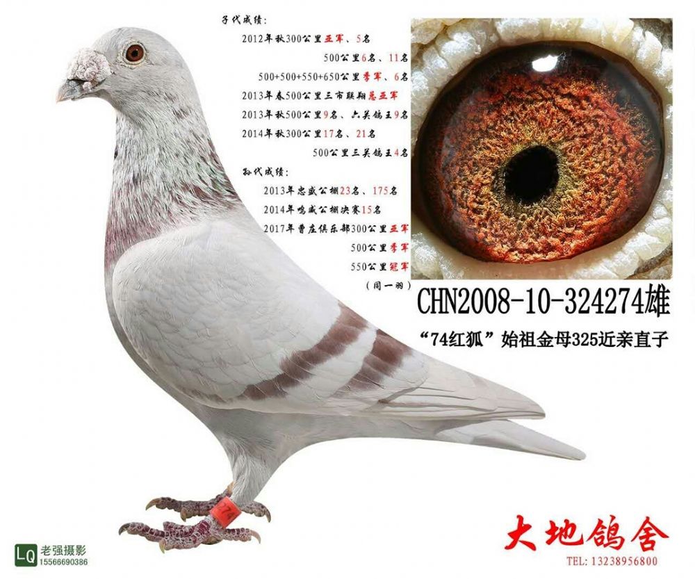 黄金配对雄