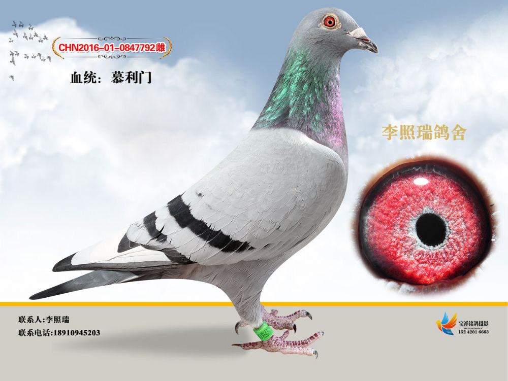 信鸽特征编 号:637425鸽 名:慕利门792羽 色:灰白条眼 砂:砂眼收 藏