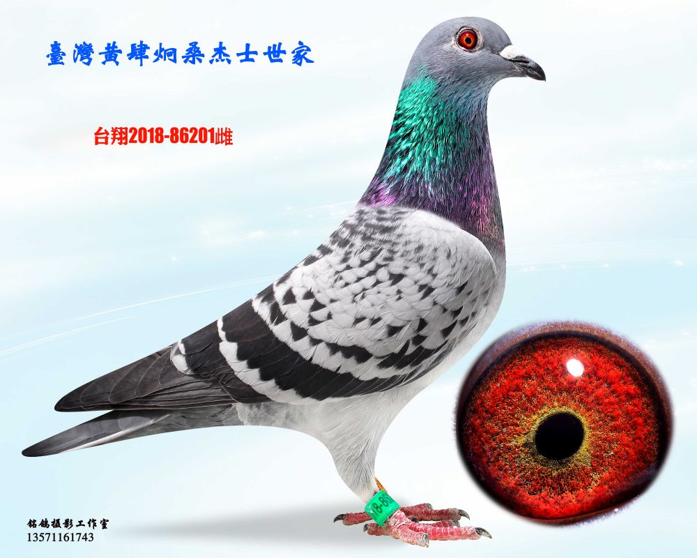 种鸽201_台湾黄肆炯桑杰士_ ag188.com爱鸽商城_中国