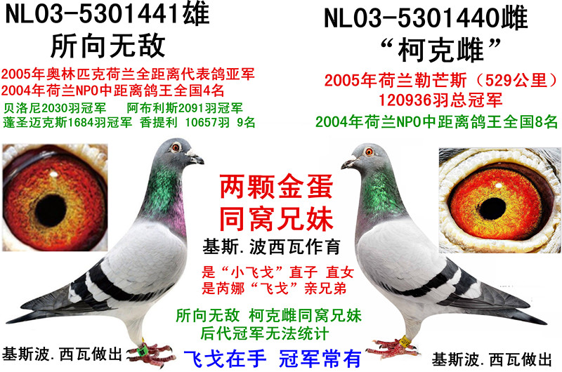 "小飞戈" 冠亚军
