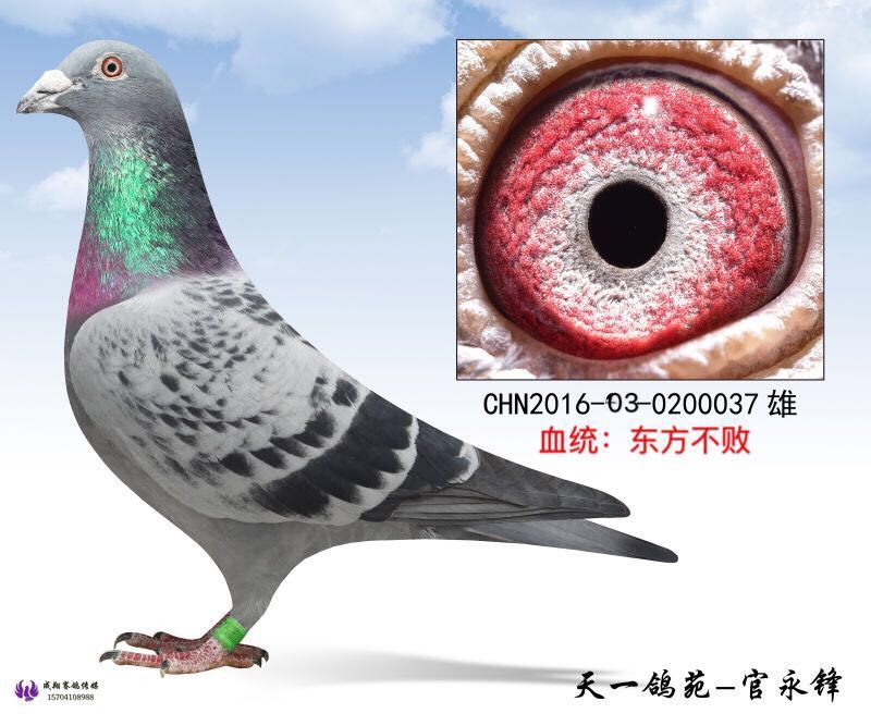 东方不败