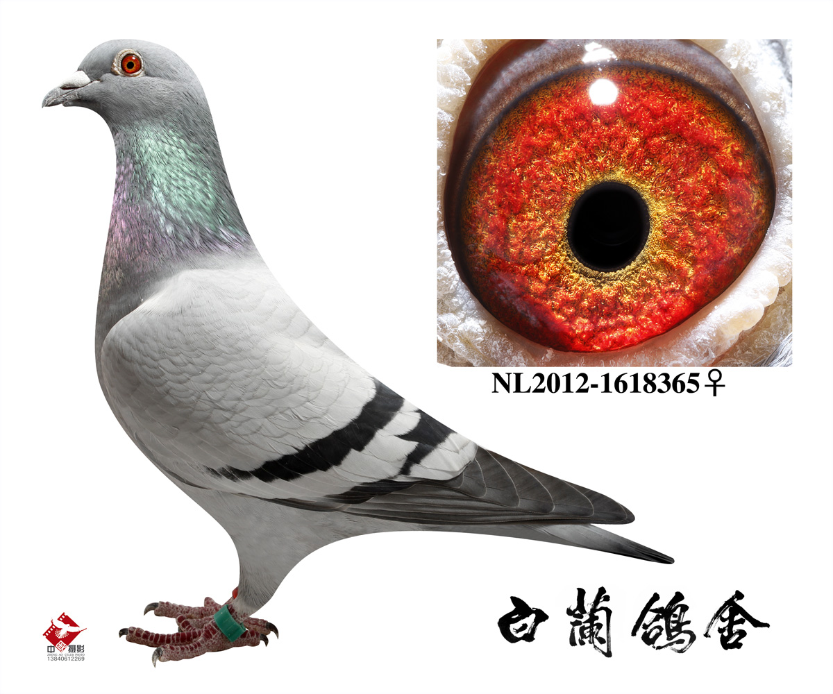 ݿ ۸C