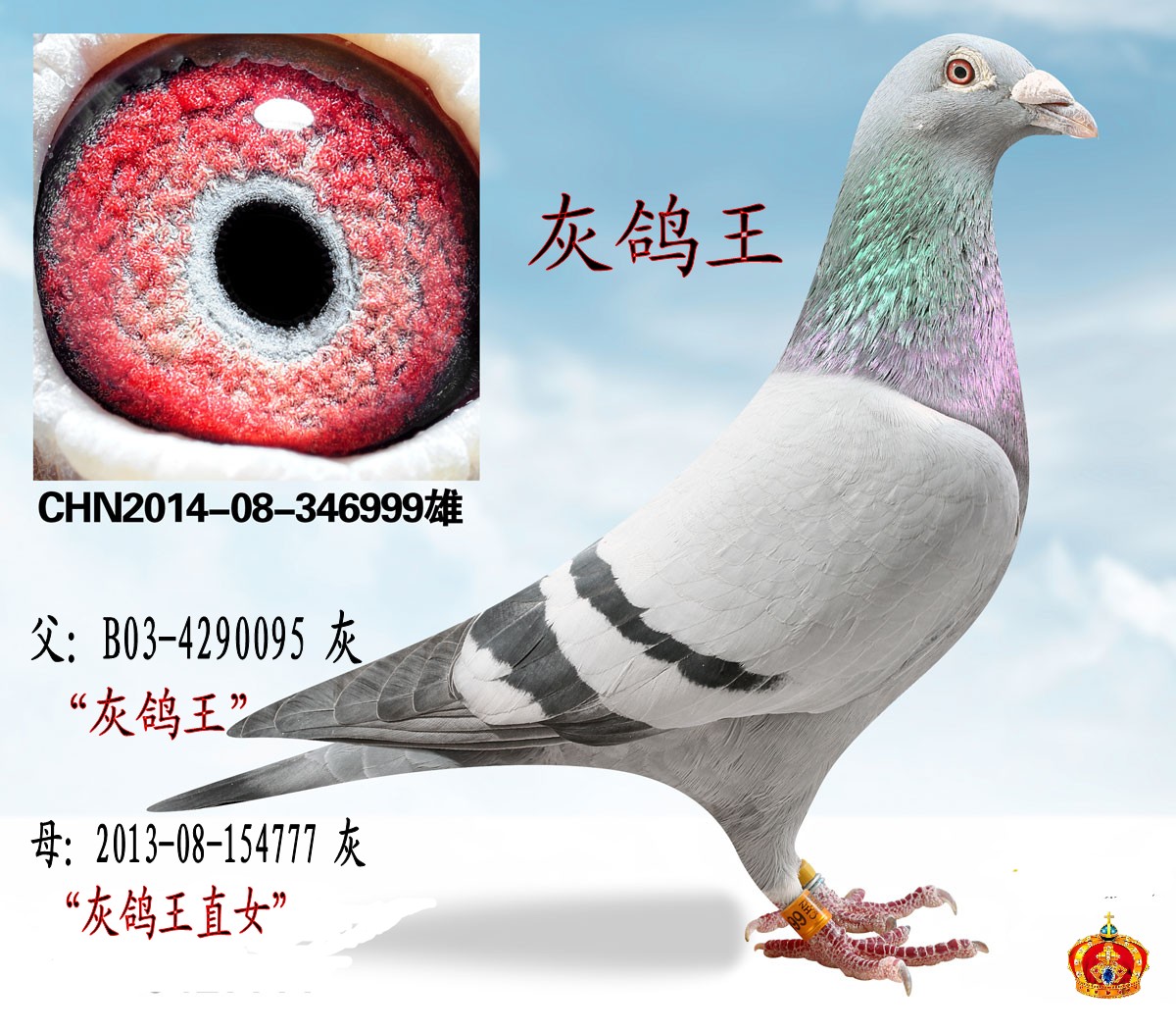灰鸽王直子