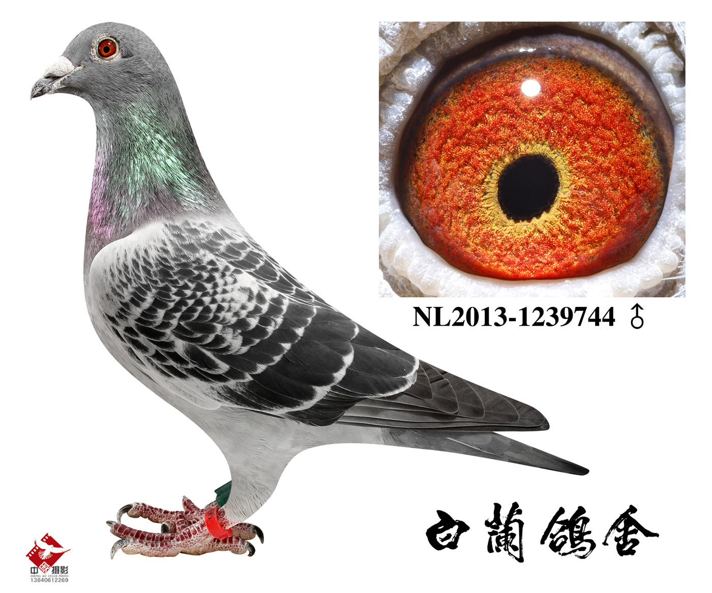 泰森雄 已售