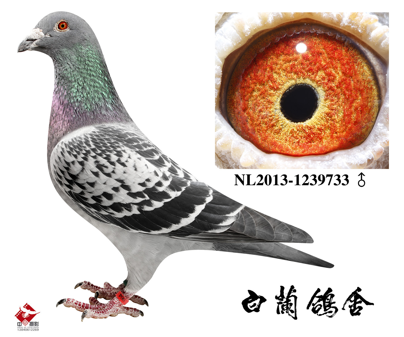 Ϣ733