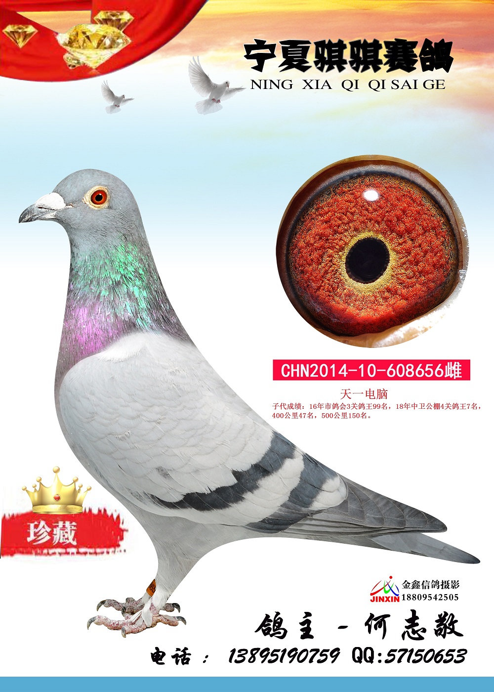 天一电脑-宁夏银川骐骐赛鸽-中信网爱鸽商城