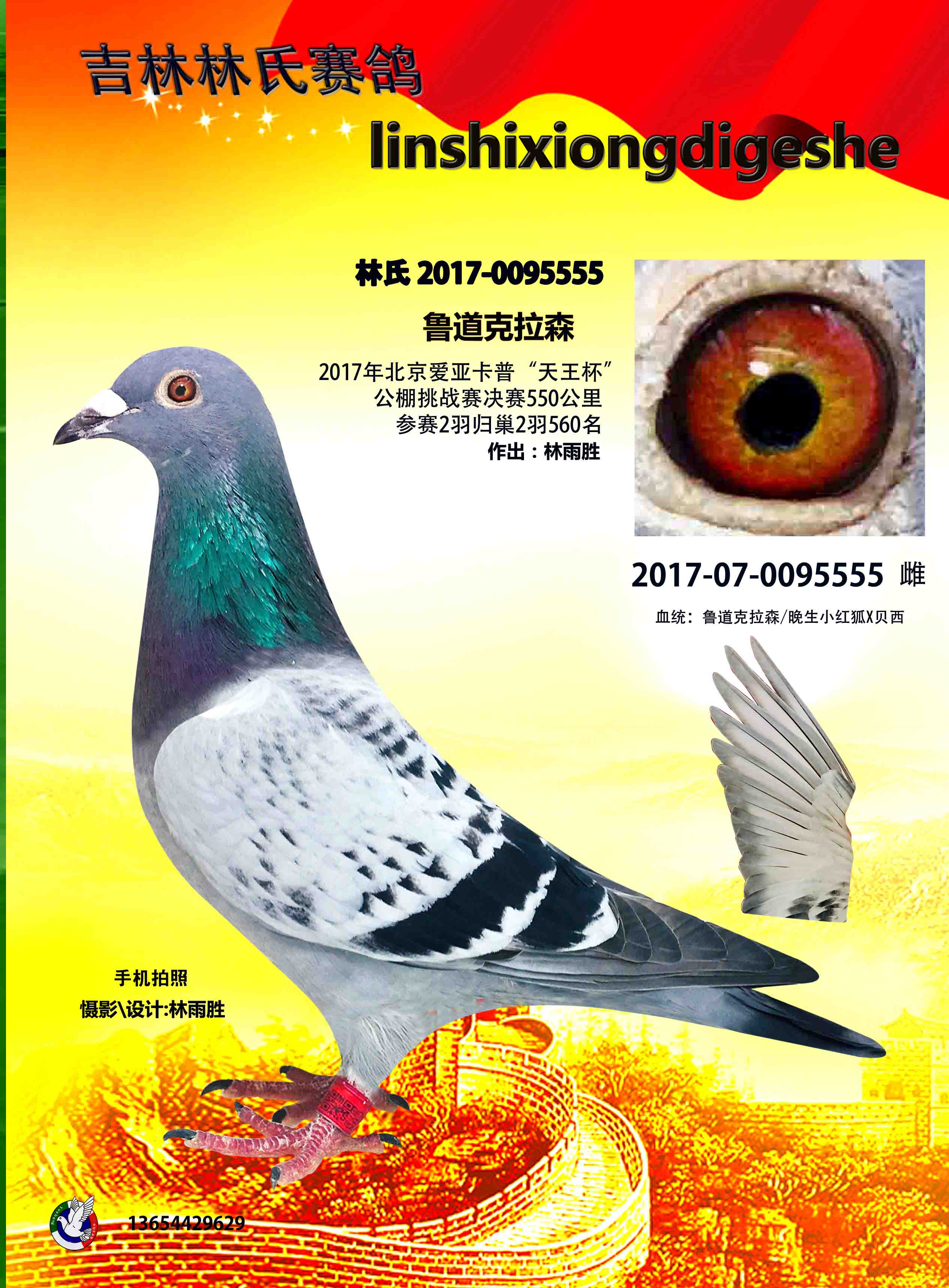 鲁道克拉森x贝西_吉林林氏赛鸽 _ag188.com爱鸽商城