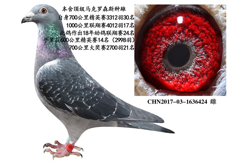 马克罗森斯