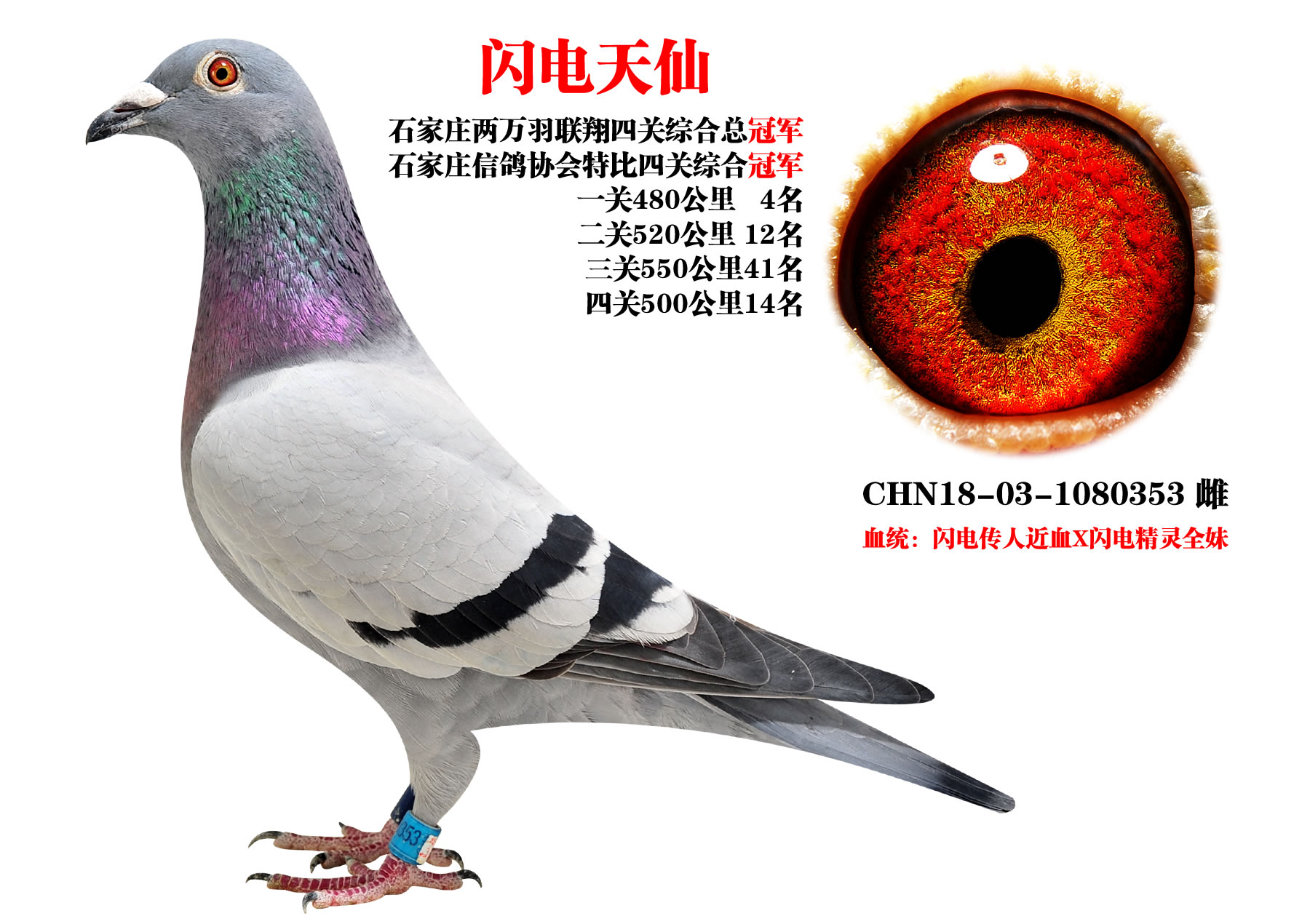 桑杰士 闪电天仙 两万羽联翔总冠军