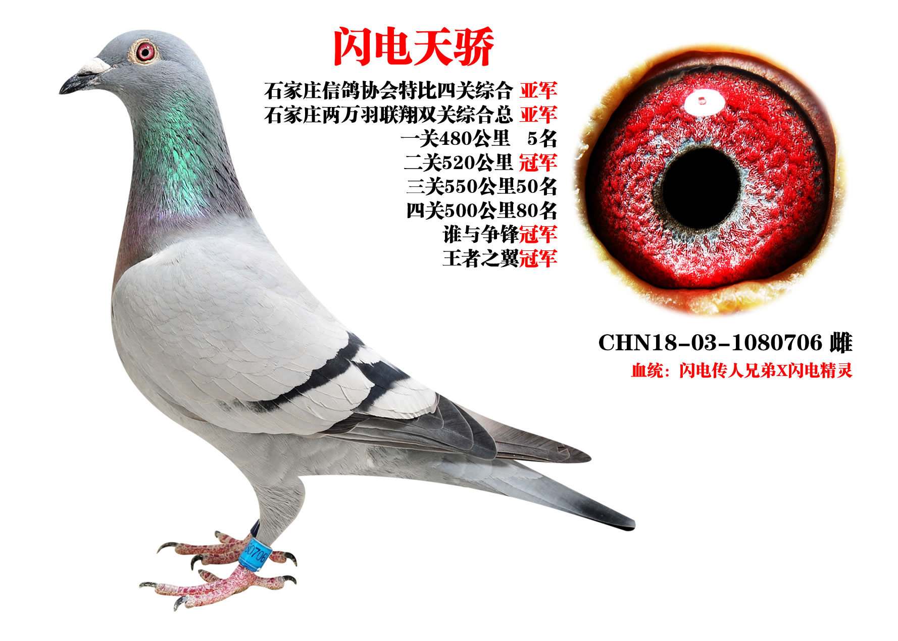 桑杰士 闪电天骄 两万羽联翔总亚军