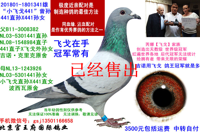 波西瓦【小飞戈】441曾孙