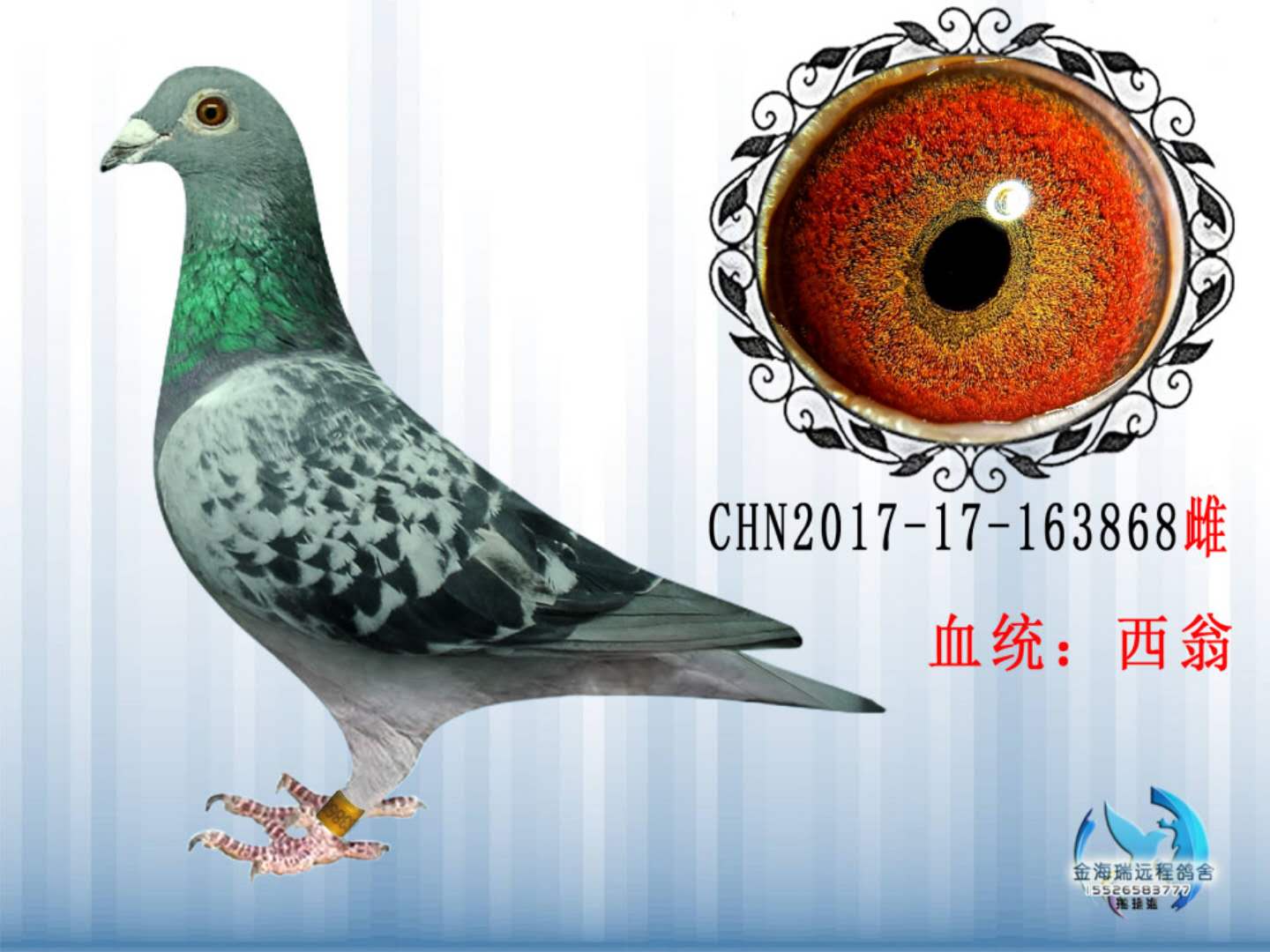西翁雌