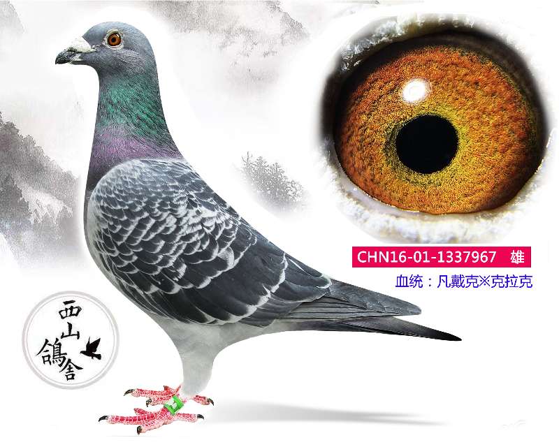 凡戴克第一种雄直子_西山鸽舍-柏斯军-中信网爱鸽商城