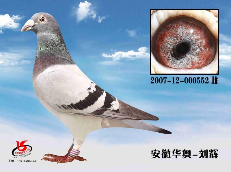 ݿ