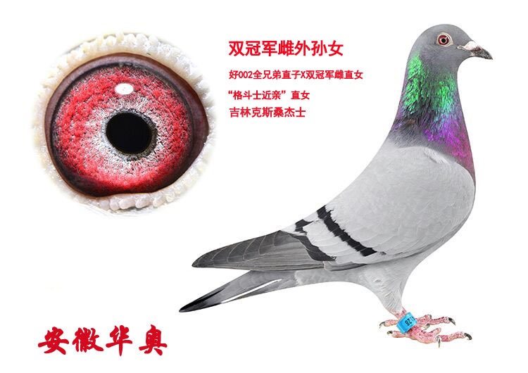 ֿ˹