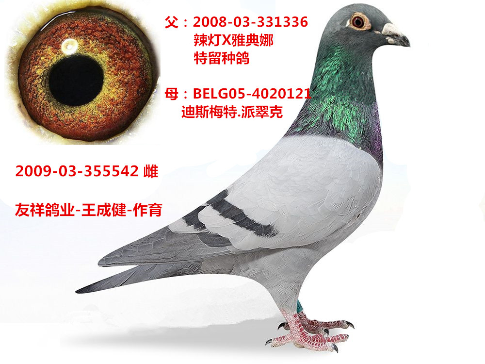信鸽特征                  编 号: 637289                鸽 名: 辣