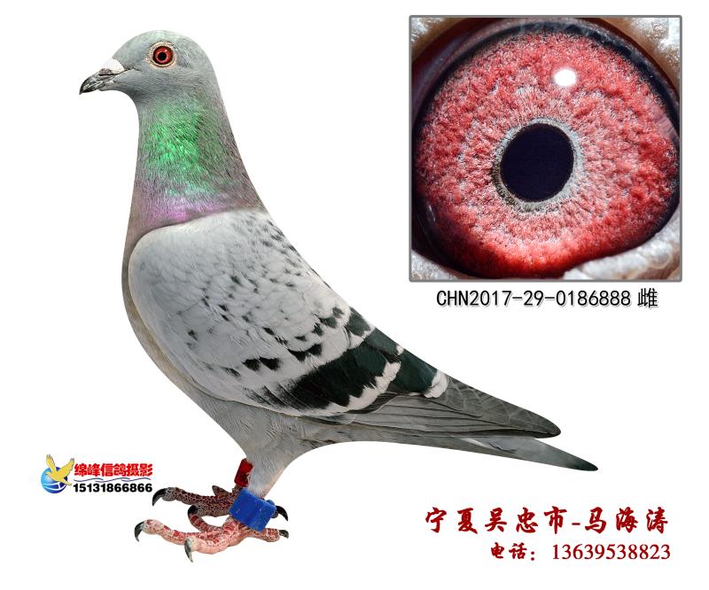 特留种鸽_宁夏海涛鸽业_ag188.com爱鸽商城_中信网