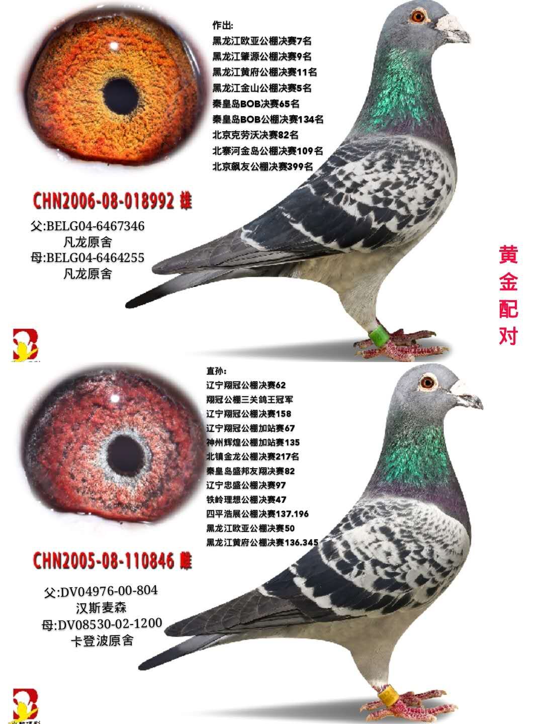 黄金配对_吉翔鸽舍张相吉-中信网爱鸽商城