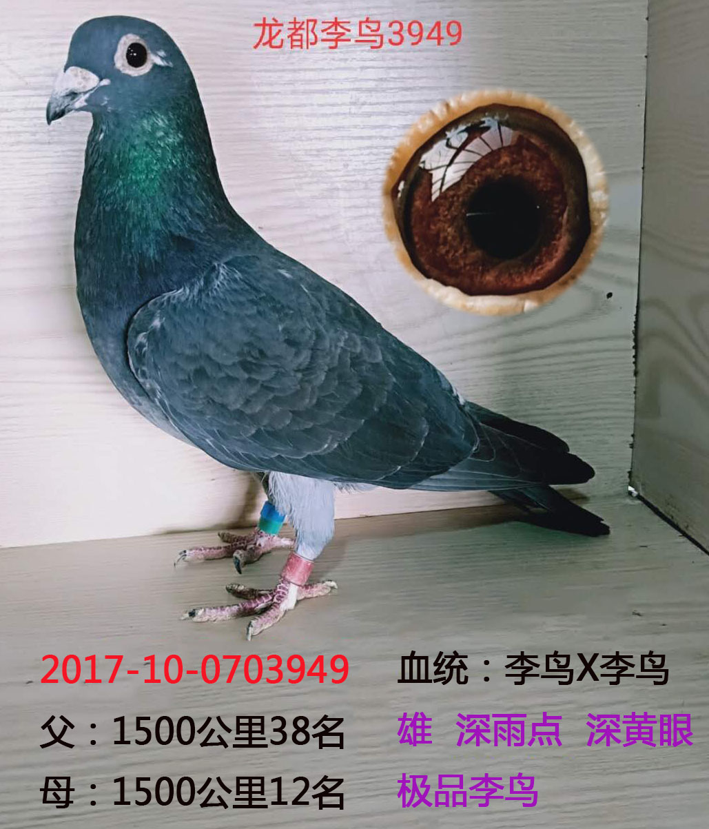 龙都李鸟3949_龙都赛鸽_ag188.com爱鸽商城_中国信鸽