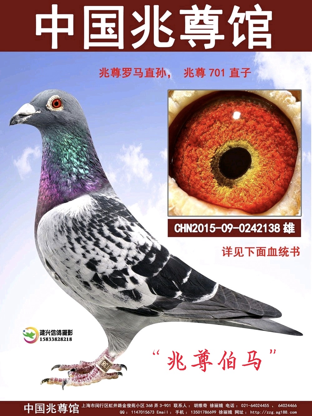 鸽事通 - 中信网铭鸽展厅 www.ag188.com