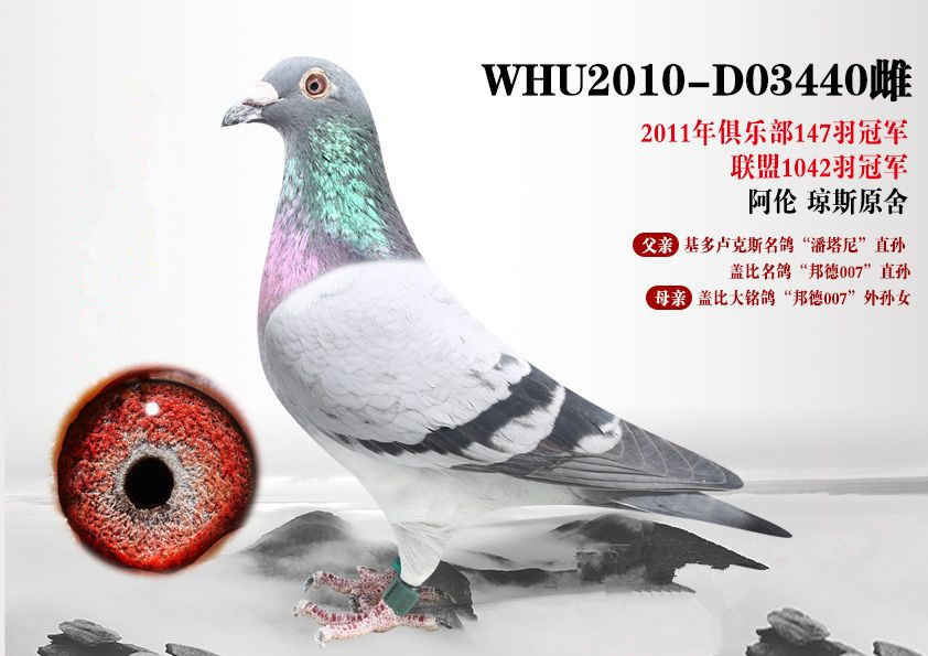您要找的爱鸽乐园展厅服务时间已到期