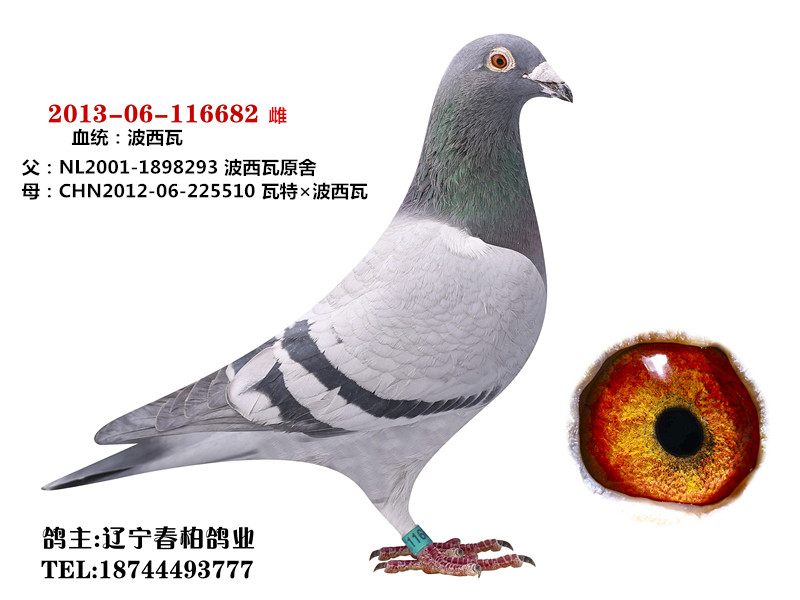 波西瓦682_春柏鸽业_ag188.com爱鸽商城_中国信鸽信息网