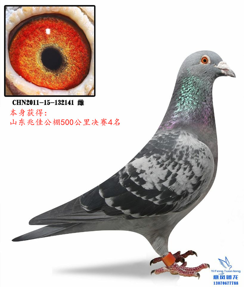 ׼ѹQِ4