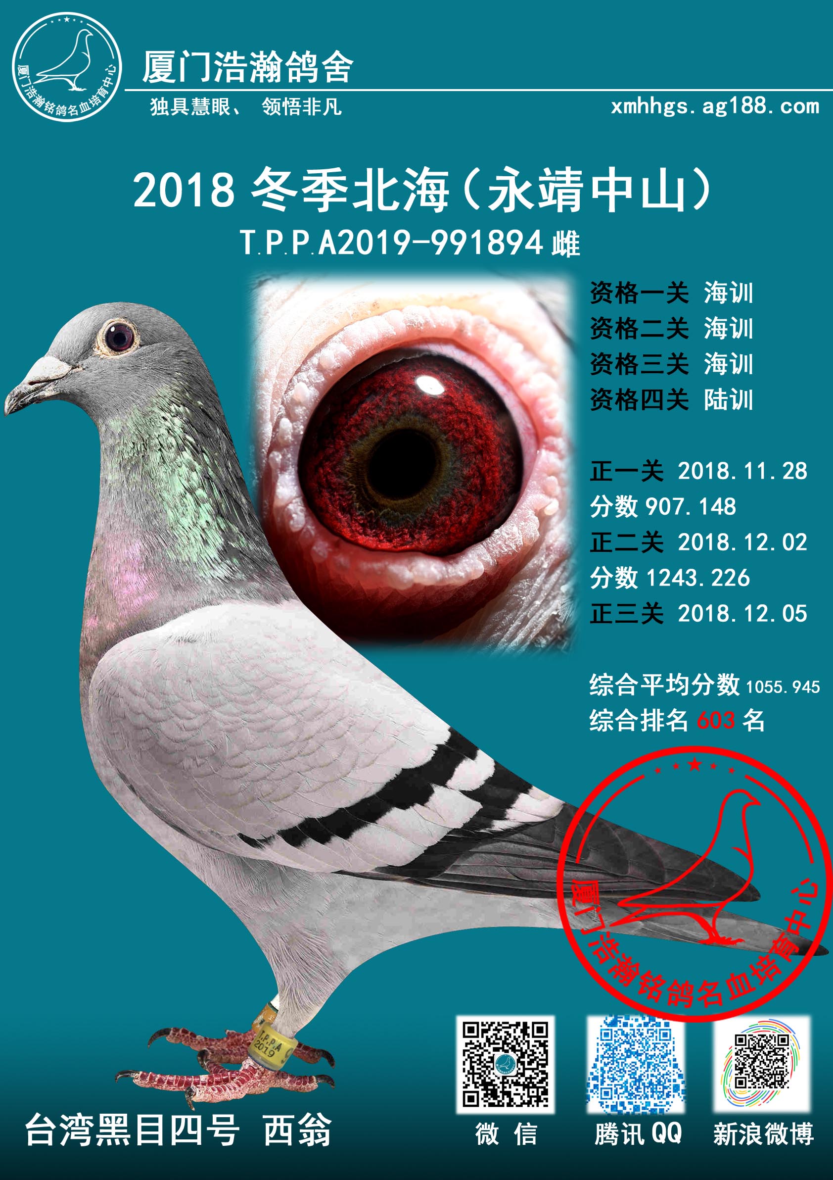 台湾黑目西翁