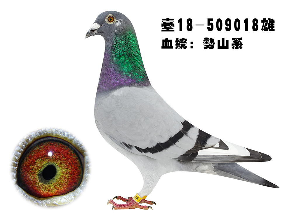日本军鸽-细川势山系253-018