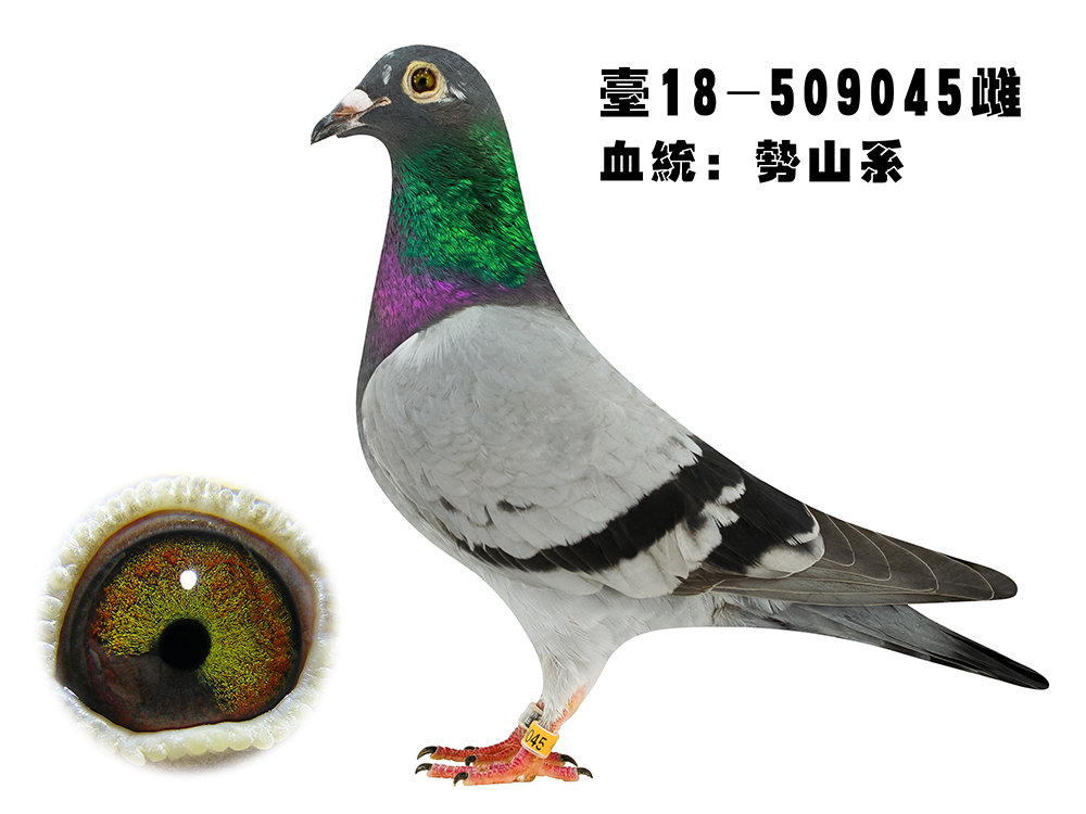 日本军鸽-细川势山系253-045