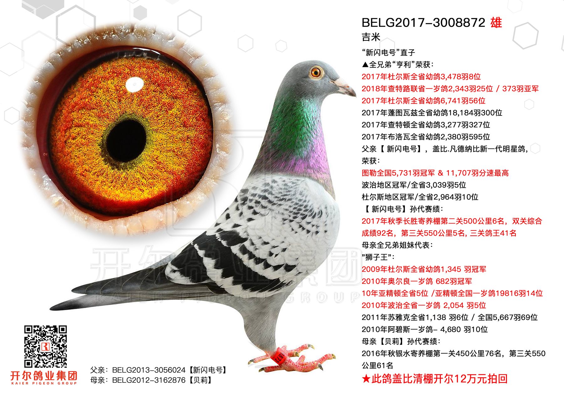 吉米_唐山开尔鸽业_ ag188.com爱鸽商城_中国信鸽信息