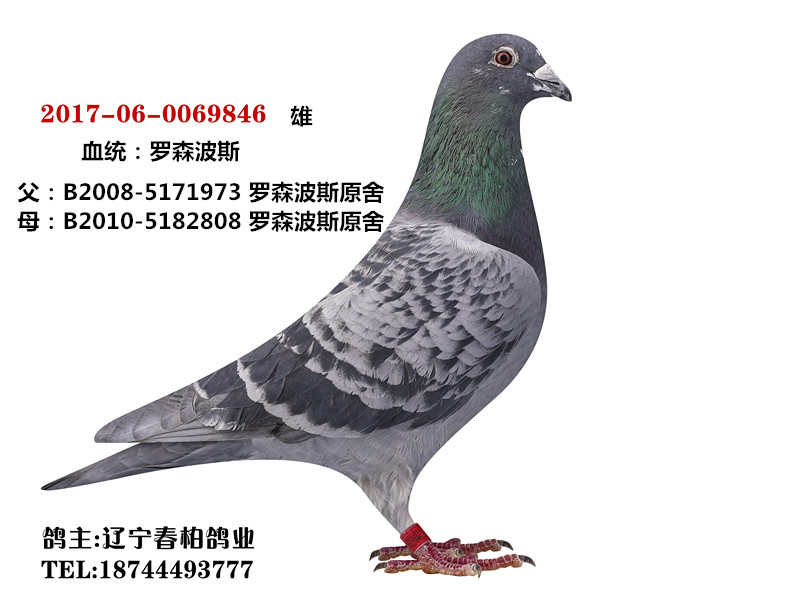 罗森波斯_春柏鸽业_ag188.com爱鸽商城_中国信鸽信息网