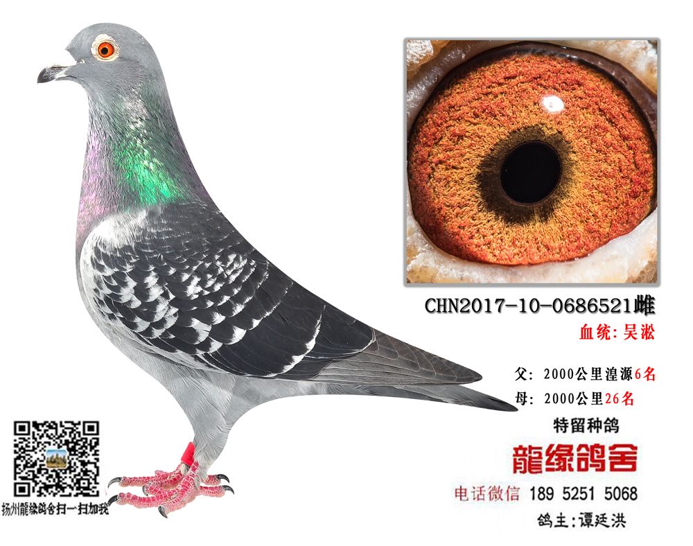 吴淞种鸽35