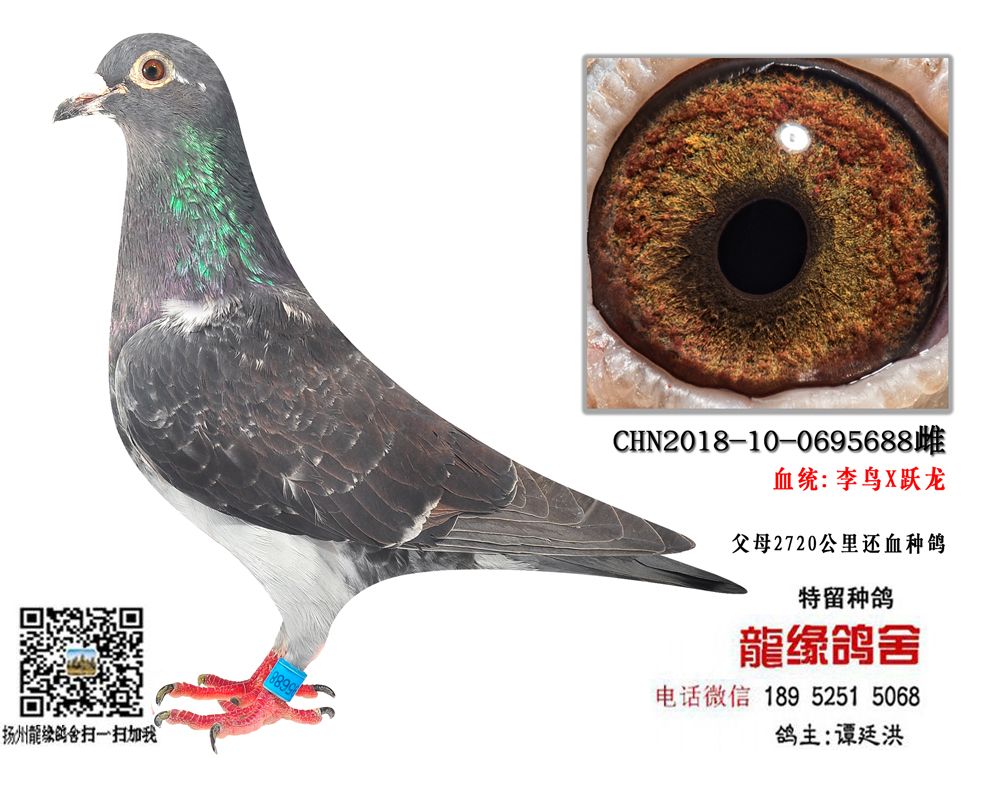 李鸟跃龙4.5_龙缘鸽舍_ag188.com爱鸽商城_中国信鸽