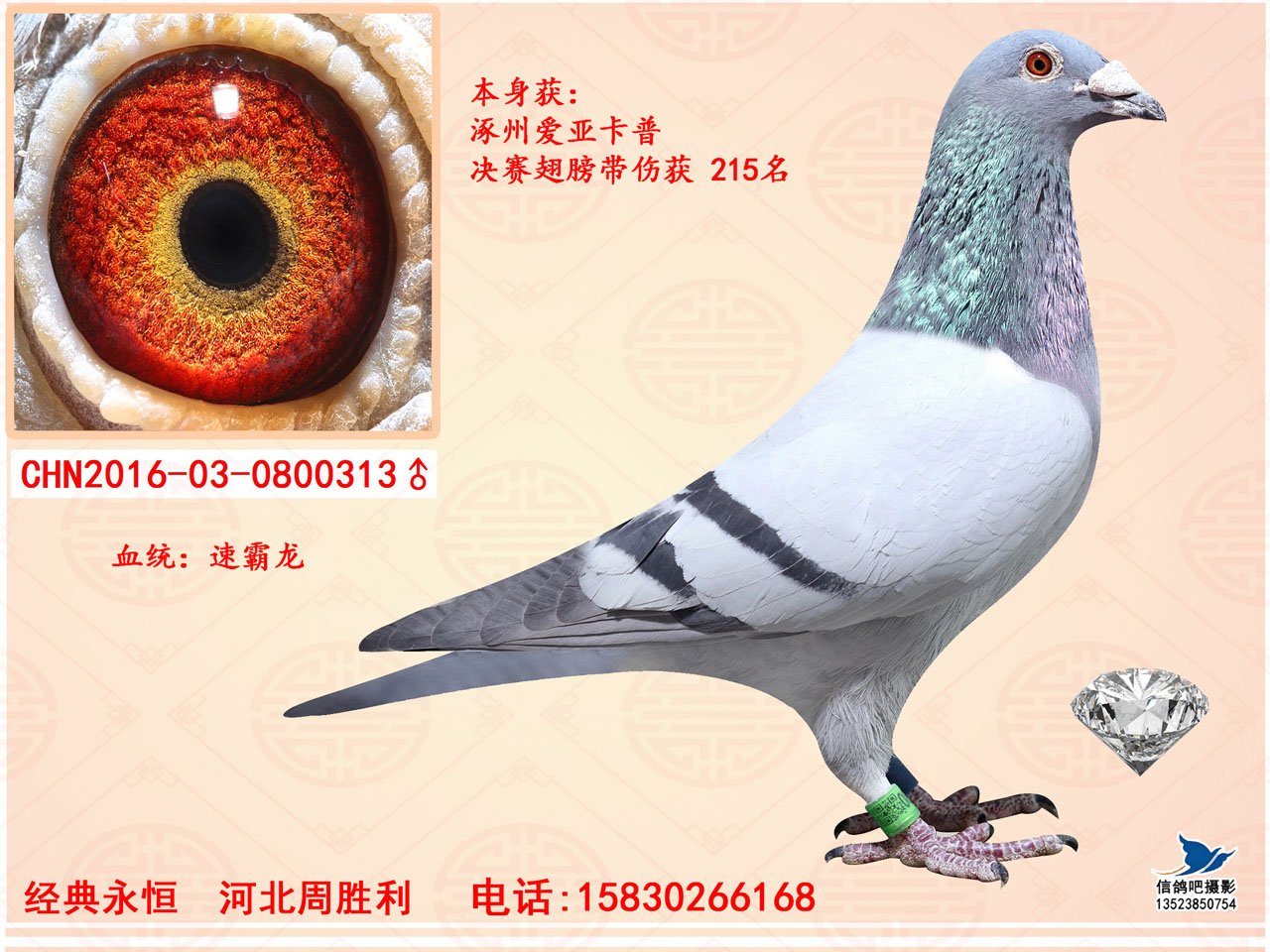 速霸龙_河北周胜利_ ag188.com爱鸽商城_中国信鸽信息