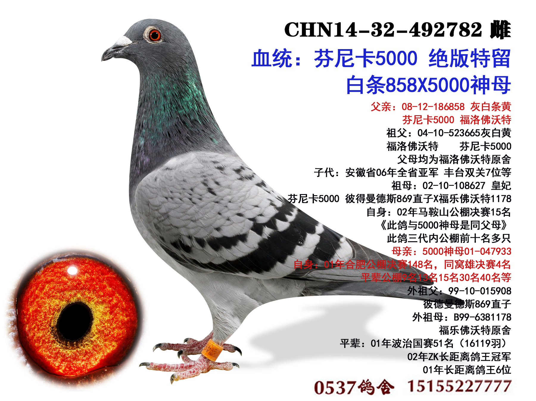 5000ĸѪ ֮Ů